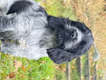 Cocker spaniel · Røyse · Kennel Fosliskrenten