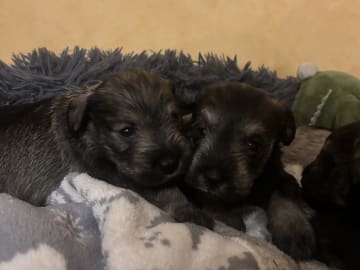 Dvärgschnauzer · Partille · Encalnas' Kennel
