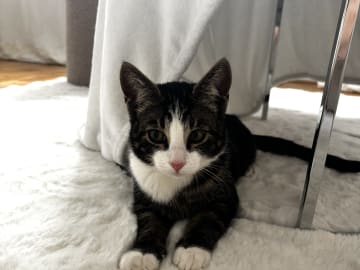 Bondkatt · Göteborg · Mince