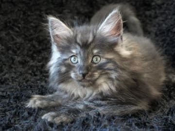 Norsk skogkatt · Lidingö · SE*Avivaz