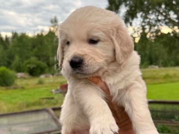 Golden retriever · Nybro · Amore Waves