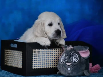 Golden retriever · Färjestaden · Excellentgold
