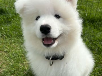 Samojedhund · Brovst · Tom Larsen