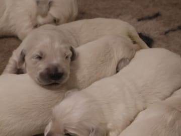 Golden retriever · Tjällmo · Ekbergarn’s  kennel