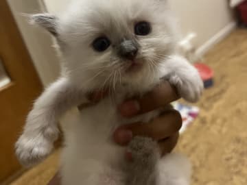 Ragdoll · Flen · Ali M.