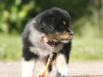Miniature american shepherd · Hjo · Amazing Sun Fairy