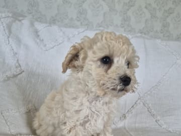 Maltipoo · Hässleholm · Daniela K.