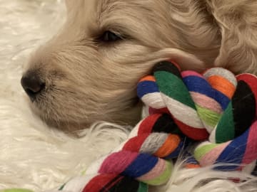 American Bernedoodle - Bernedoodle  /  Labradoodle · Hallstahammar · Smillas doodlar