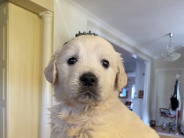 Golden retriever · Tjällmo · Ekbergarn’s  kennel