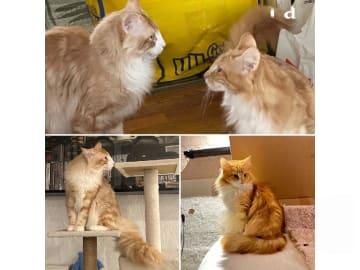 Norsk skogkatt · Hällekis · SE*Kinnekulles