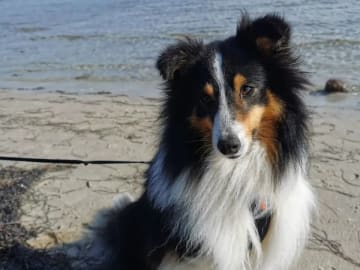 Shetland sheepdog · Köpingsvik · Stars Of Moon