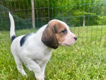 American foxhound · Boxholm · Boxholmsjägarens
