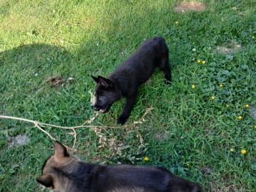 Kennel Snibor Anzi