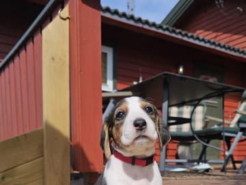 Halden Hound (Haldenstøver) · Tangen · Lykkelosberget