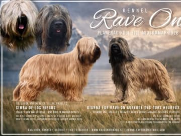Briard · Ronneby · Rave On