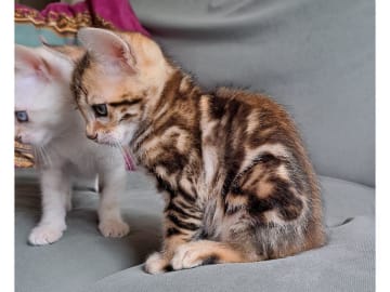 Bengal · Motala · S*Dazlious