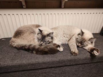 Ragdoll · Vadstena · Skåningstorp