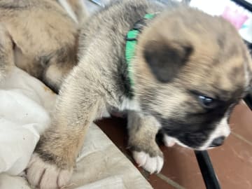 Akita · Holstebro · Linette N.