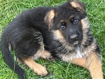 Tysk Schäferhund · Marieholm · Birgdahls