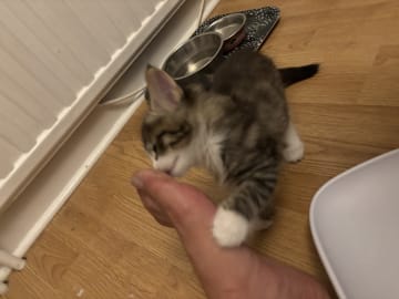 Norwegian Forest · Enköping · Lodahlshjem