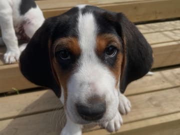 Halden Hound (Haldenstøver) · Tangen · Lykkelosberget