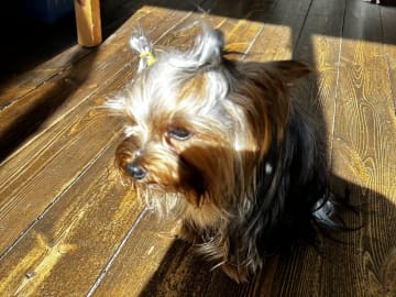 Yorkshire Terrier · Fors · Natalija N.