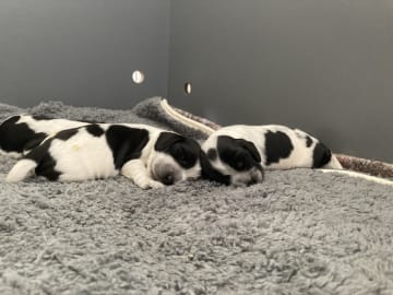 Cocker spaniel · Lunderskov · Britta Nytoft