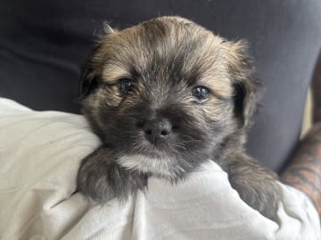 Maltipoo · Sölvesborg · Har inget