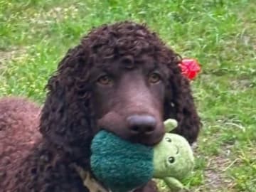 Irsk vannspaniel · Järna · Coffee’s