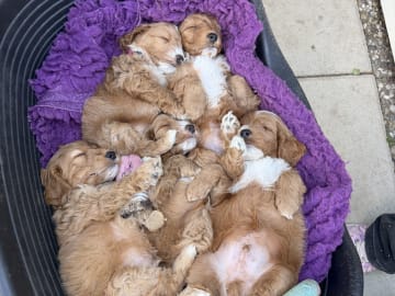 Cockerpoo valpar