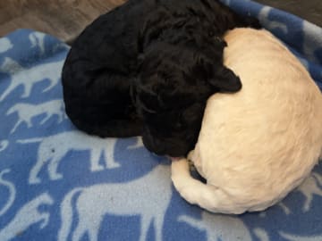 Goldendoodle · Västerlanda · Lugnets kennel