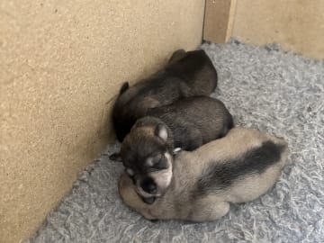 Miniature Schnauzer · Partille · Encalnas' Kennel