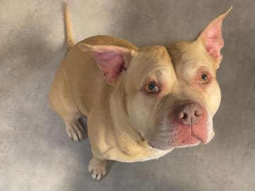 American bully · Malmö · Yasmine H.