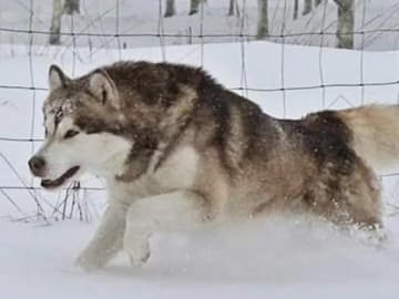 Alaskan malamute · Kil · Cheenik's
