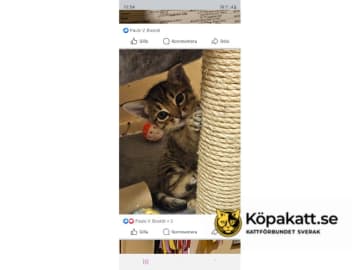 Ocicat · Göteborg · S*Wagga Wagga's