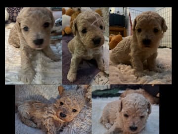 Bichonpoo