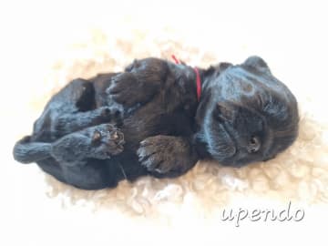 Affenpinscher · Elverum · Hege Kristin Nilsen