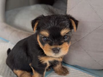 Yorkshireterrier · Brande · Elin N.