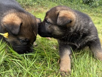 Tysk Schäferhund · Vrå · Bayogi