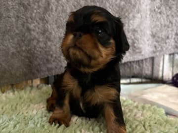 King charles spaniel · Kristinehamn · Shim Shim Shiree