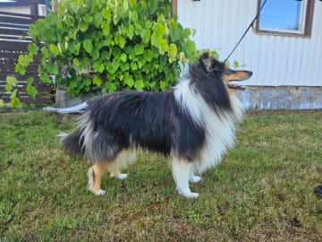 Collie · Rimbo · Galax Star