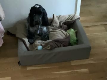 Cocker Spaniel · Kristianstad · Jeanette N.