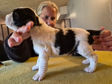 Engelsk springer spaniel · Hallstavik · Belgarbo's