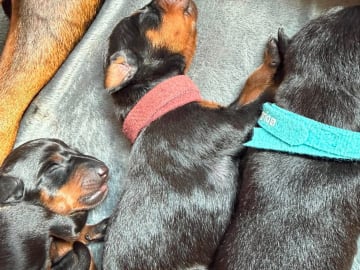 Manchester Terrier · Rennesøy · WestChester Kennel