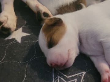 Danish Swedish Farmdog · Kværndrup · Heidi Andersen
