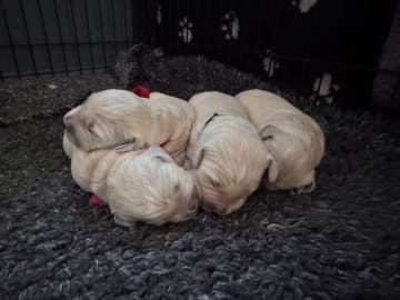 Golden retriever · Svarstad · Gry Anette Lie Sørensen