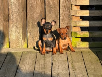 Dvärgpinscher · Lund · Camalis