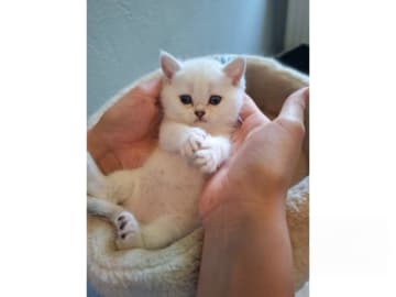 British Shorthair · Älmhult · SE*Emilslunds