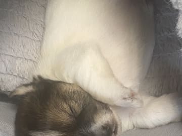 Jack Russell Terrier · Varberg · Kennel Beldio’s
