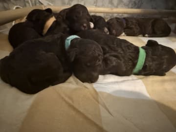 Lagotto romagnolo · Umeå · Tina A.
